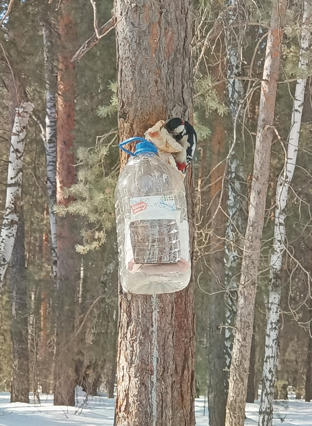 Хлеб и дятел.