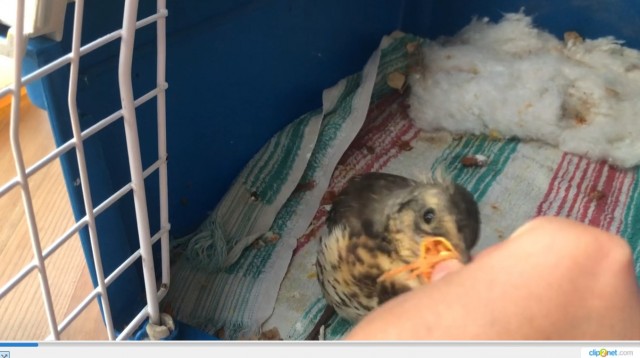 Шерстяные подснежники