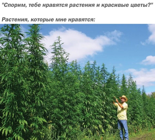 Весна в мемах