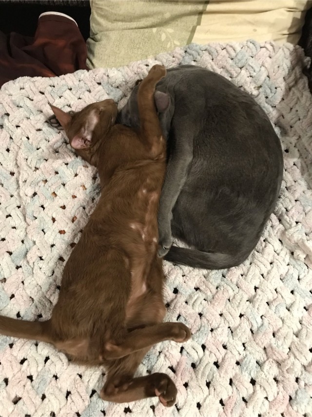 Учёные доказали, что у кошек одна из самых быстрых реакций среди животных