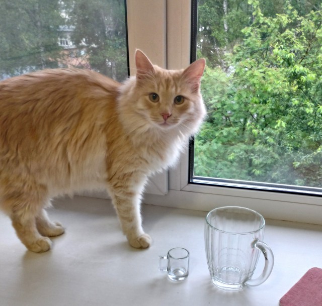 Фотки красивого кота.