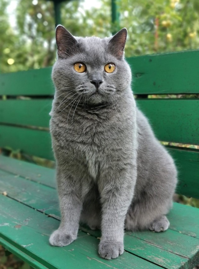 Котовторник  1 сентября