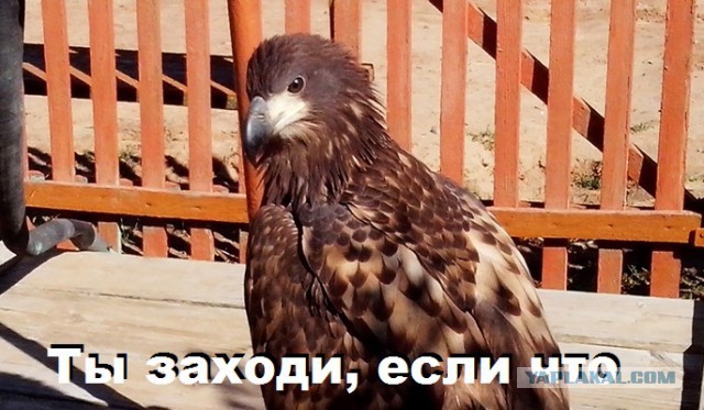 Неожиданный гость во дворе