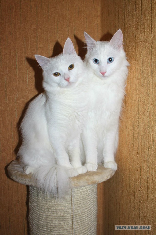 Котовторник  10.12.2013
