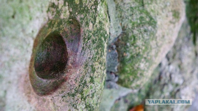 Мегалиты и Лабиринты Германии