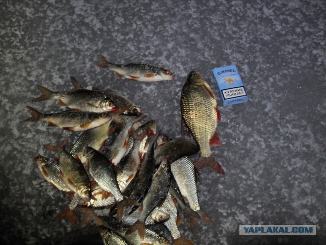 На рыбалку за семгой.