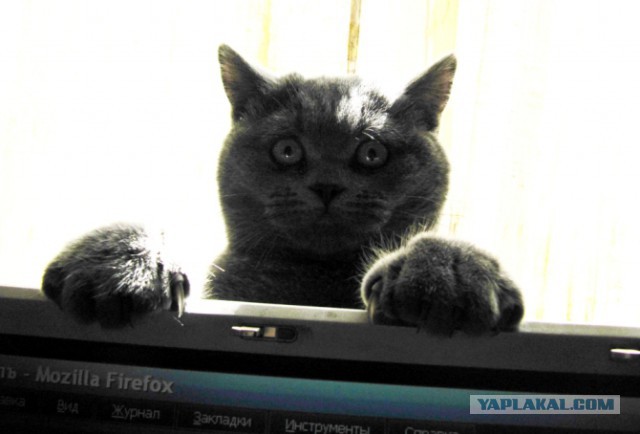 Котовторник 01.04.2014