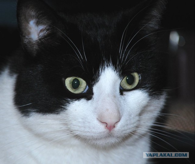 Котовторник 29.04.14.