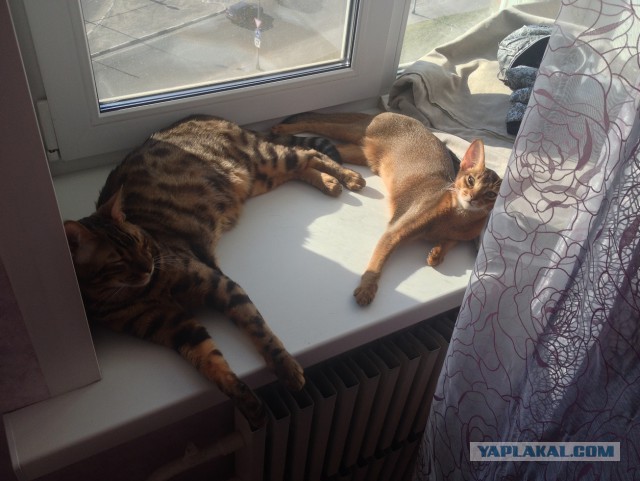 Котовторник 05.08.2014