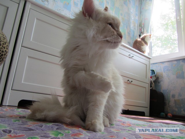 Котовторник 19.08.2014