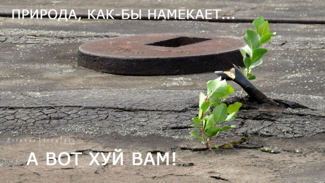 Оживающий Чернобыль