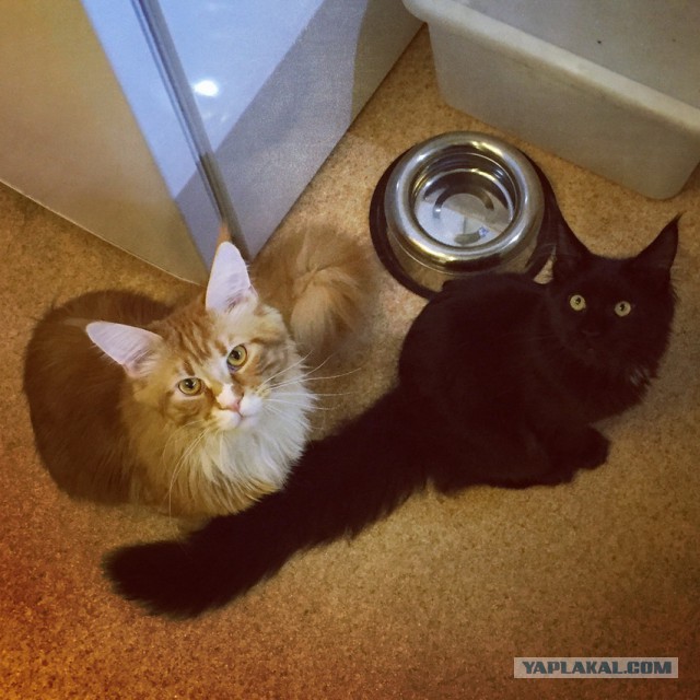 Котовторник 9.12.2014