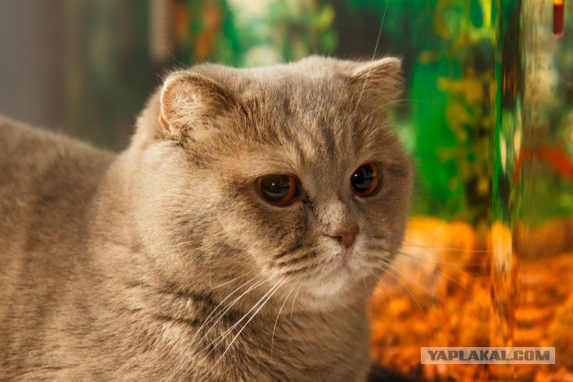 Котовторник