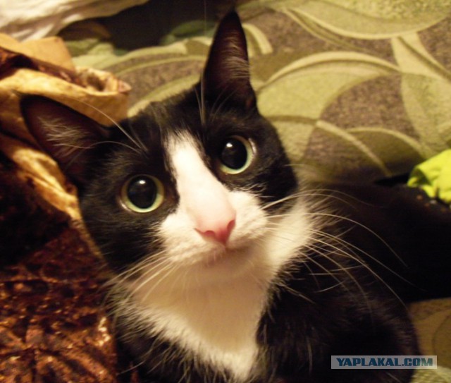 Котовторник