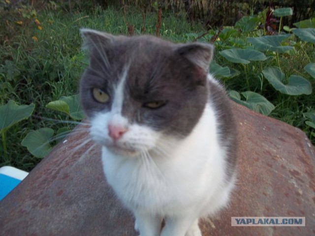 Жизнь домашнего приюта для котеек 76