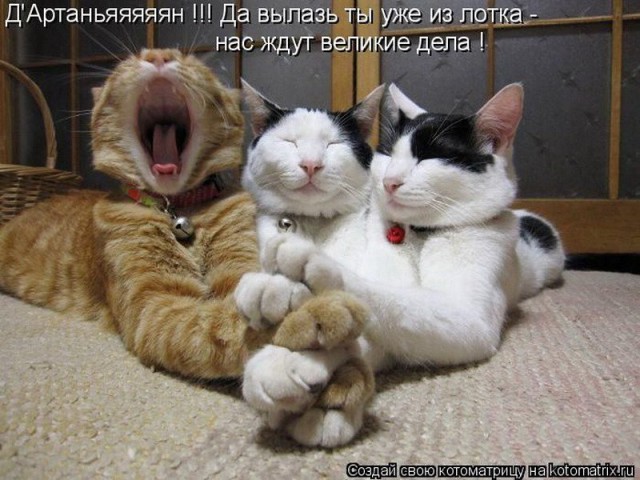 Мудрый кот