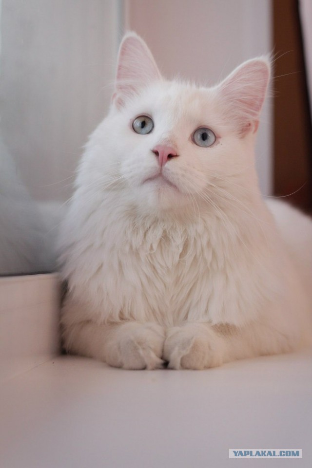 У меня кот дебил