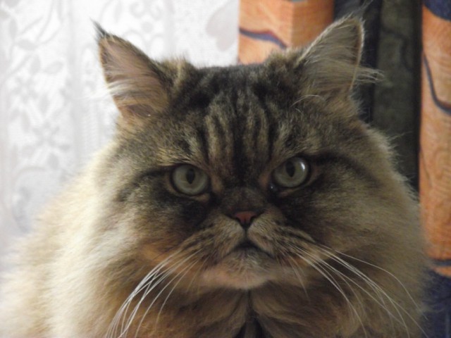 Котовторник