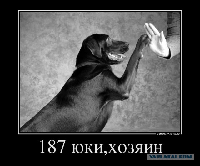 Исчезающая собака