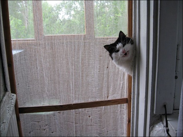 Картинки из сети