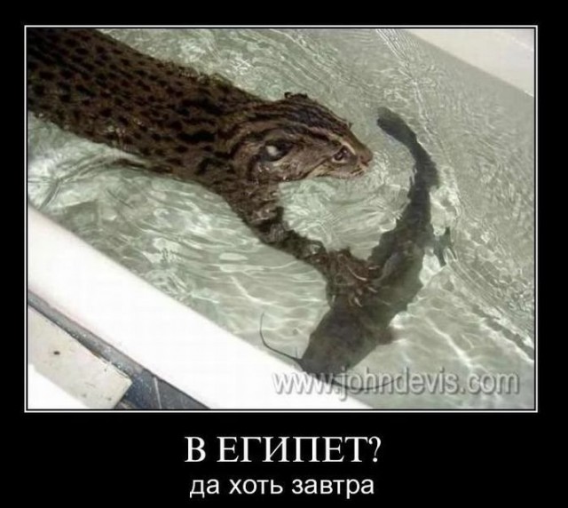 Демы к котовторнику!