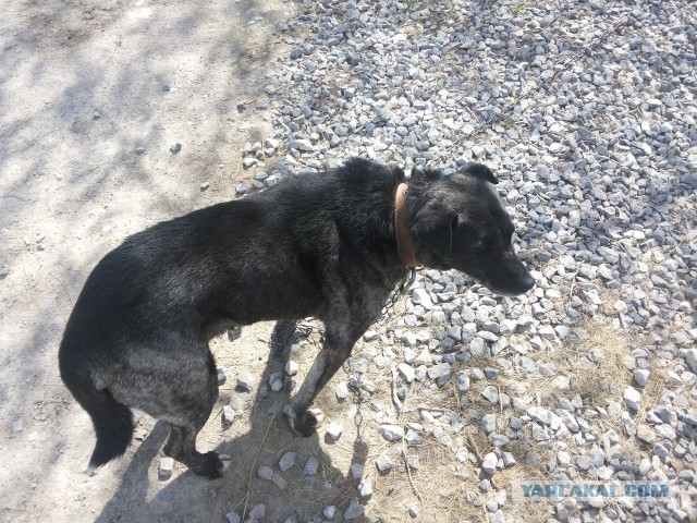 Второе спасение Жопика