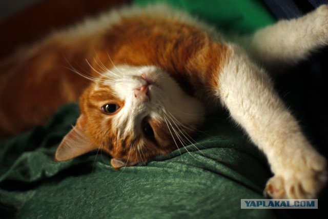 Как отучить кота тащить добычу в дом?