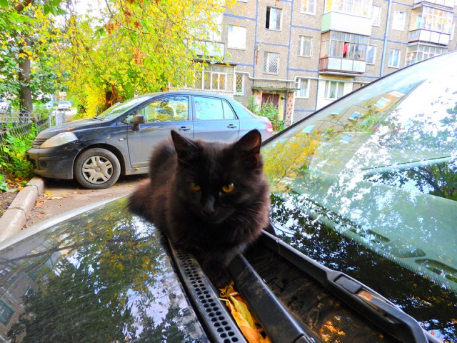 Котовторник 18.10.2016