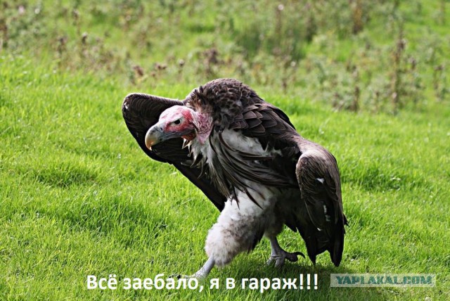 Одни из самых неприятных созданий на Земле