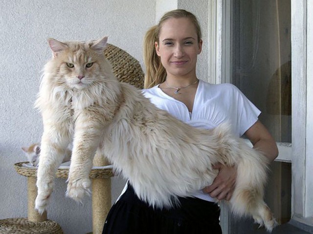 Коты из сети