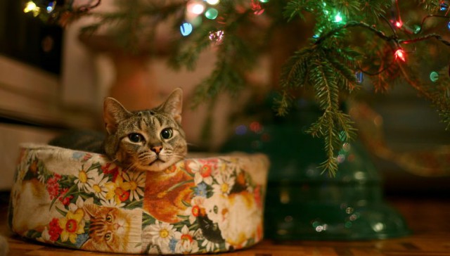 Коты из сети