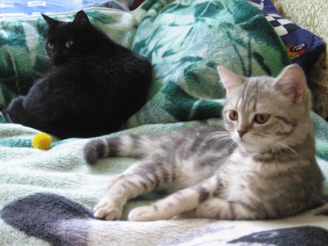 Котовторник 24.01.2017