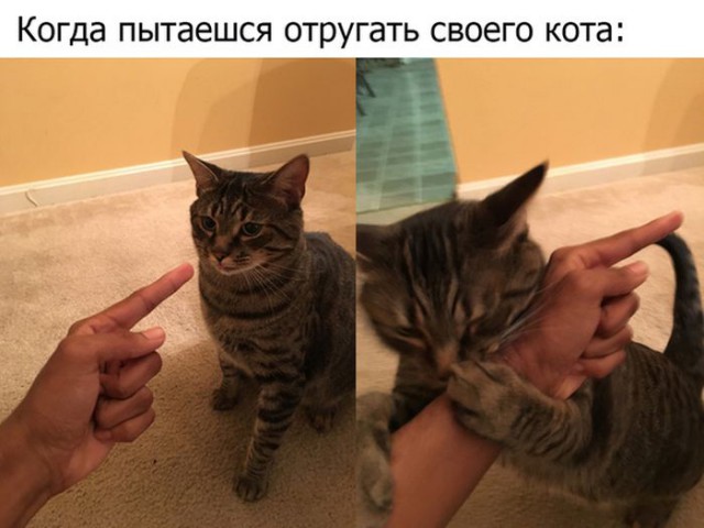 Прикольные картинки