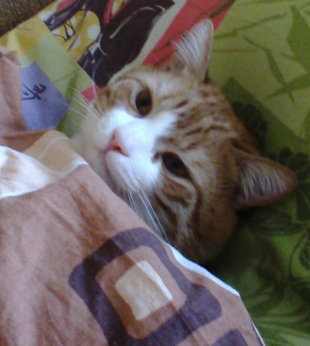 Котовторник 14.03.2017