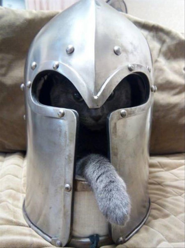 Коты и Кошки
