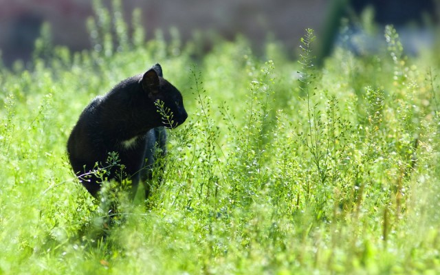 Коты и Кошки