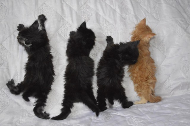 Коты и Кошки
