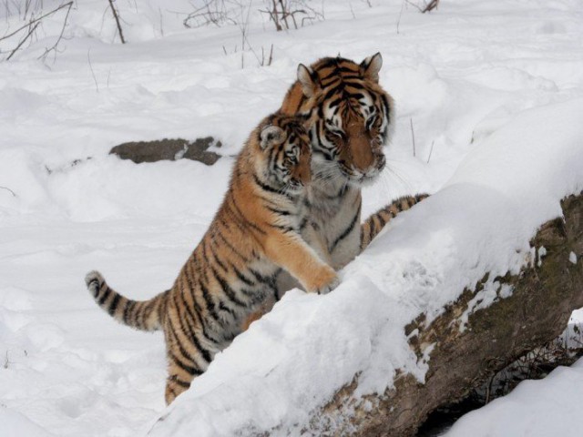 Самые смешные животные