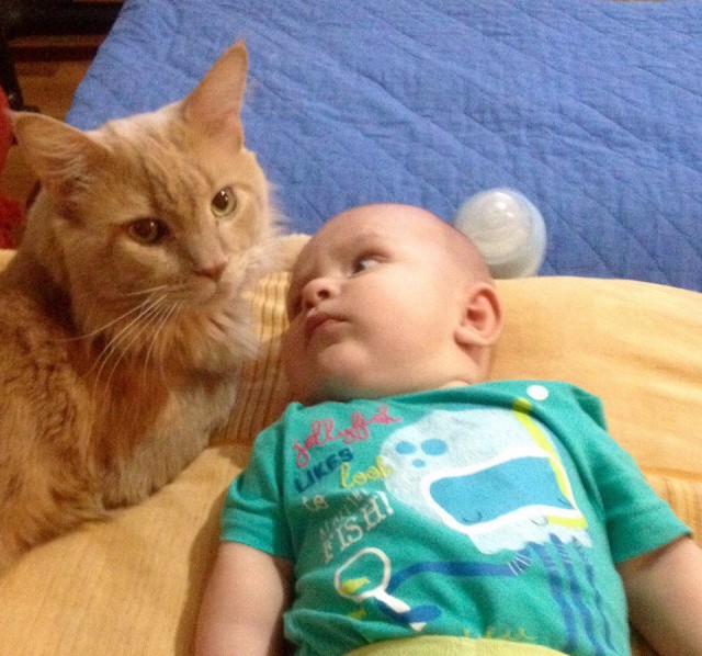 Коты и Кошки