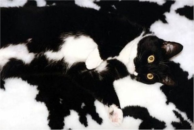 Коты и Кошки