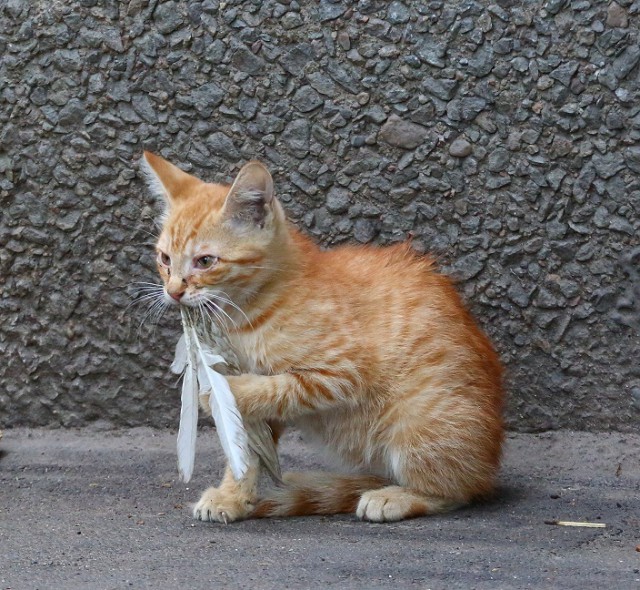 Коты и Кошки