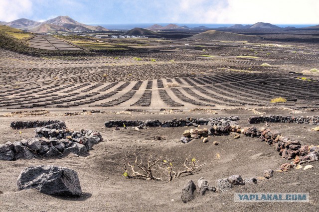 Вулканические виноградники острова Лансароте