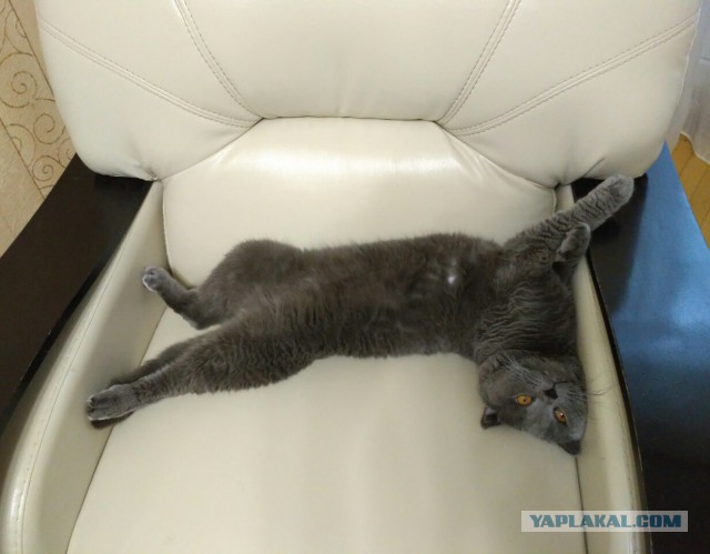 20 шикарных фотографий, в которых вся суть котов