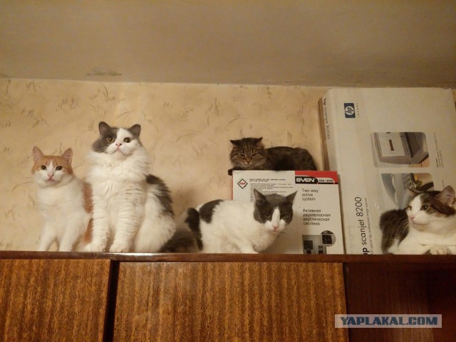 Котовторник 31.10.2017