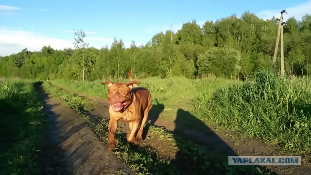 Кто как собаку выбирал