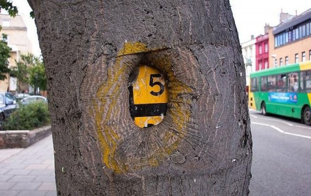 Как деревья съедают предметы