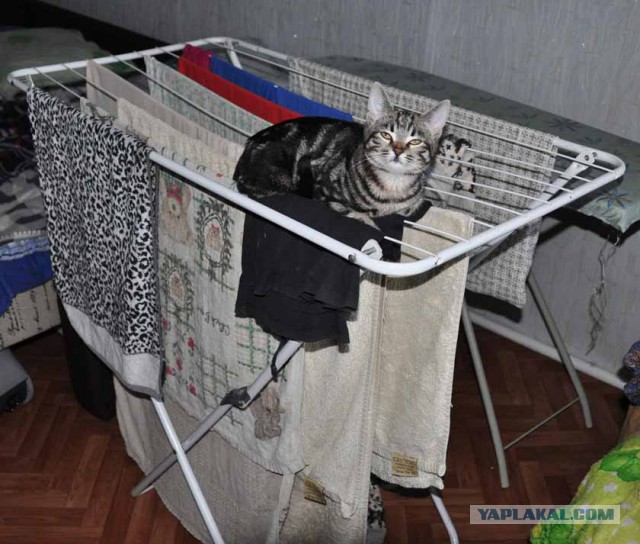 Коты застигнутые врасплох