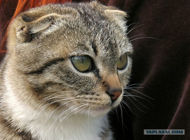 Ура, котовторник! (01.07.2008)