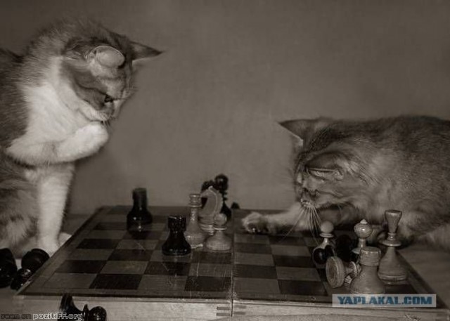 Котовторник на ЯПлакалъ