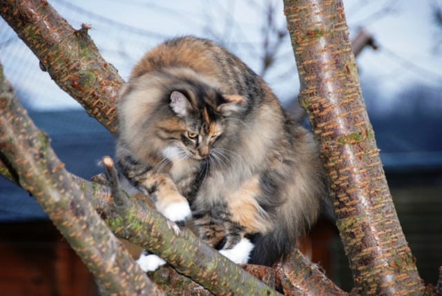 Коты на вторник на ЯПлакалъ (07.10.2008)